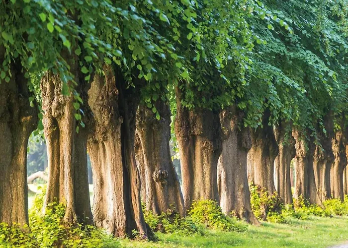 Schoene Mit Garten In Robertsdorf, Cleaning Included *