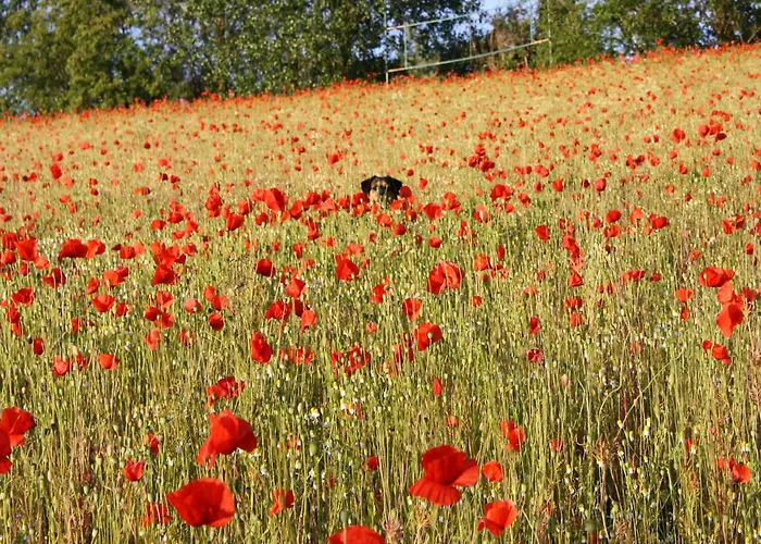 Schoene Mit Garten In Robertsdorf, Cleaning Included Daire
